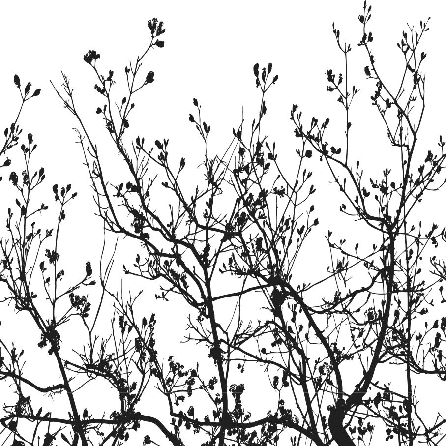 Branches Continuous